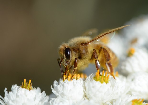Health: Scientists create bee vaccine to fight off 'insect apocalypse'